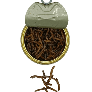 Dose Mehlwürmer (35 Gramm)